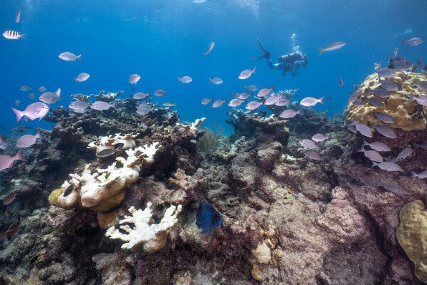 A school of pinkish fish swimming over rocks and white, bleached coral on Looe Key.